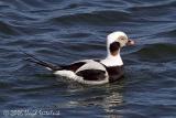 Long-tailed Duck (Oldsquaw)