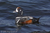 Harlequin Duck