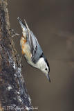 White-breasted Nuthatch