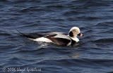 Long-tailed Duck (Oldsquaw)