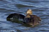 Common Eider (female)