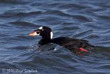 Surf Scoter
