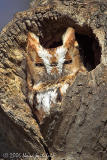 Eastern Screech-Owl  (red morph)