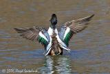 Northern Shoveler