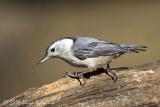White-breasted Nuthatch