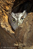 Eastern Screech-Owl