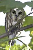 Northern Saw-whet Owl w/ prey