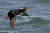 Surf Scoter (male)