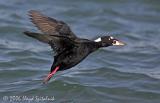 Surf Scoter (male)