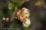 Flowering Quince