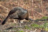 Wild Turkey