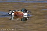 Northern Shoveler