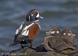 Harlequin Duck