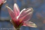 Magnolia