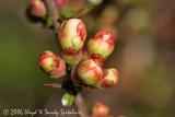 Flowering Quince