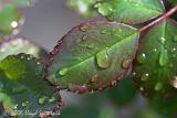 Leaf with water drops