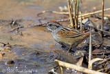 Swamp Sparrow