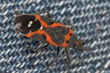 Small Milkweed Bug