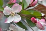 Crabapple