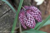 Snakes Head Fritillary