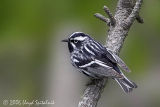 Black-and-white Warbler