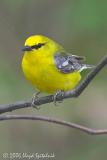 Blue-winged Warbler