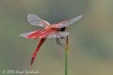 Carolina Saddlebags