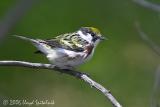 Chestnut-sided Warbler