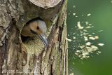 Northern Flicker (male)