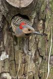 Northern Flicker