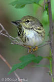 Blackpoll Warbler (female)
