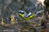 Magnolia Warbler
