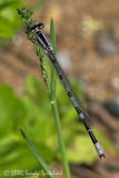 Familiar Bluet