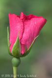 Rose bud