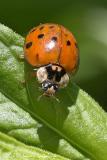 Multicolored Asian Lady Beetle