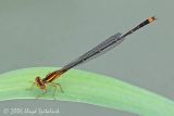Orange Bluet