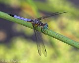 Blue Dasher