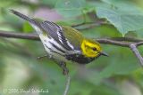 Black-throated Green Warbler