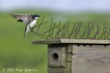 Tree Swallow