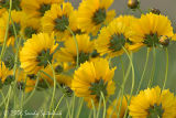 Coreopsis