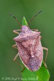 Stink  Bug