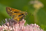 Sachem (female)