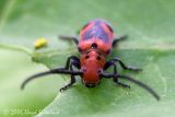 Blackened Milkweed Beetle