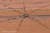 Harvestman