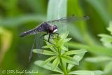 Dot-tailed Whiteface