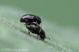 Flea Beetles