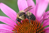 Bumble Bee