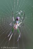  Orchard Orbweaver