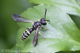 Weevil-wasp