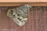Northern Pearly-eye